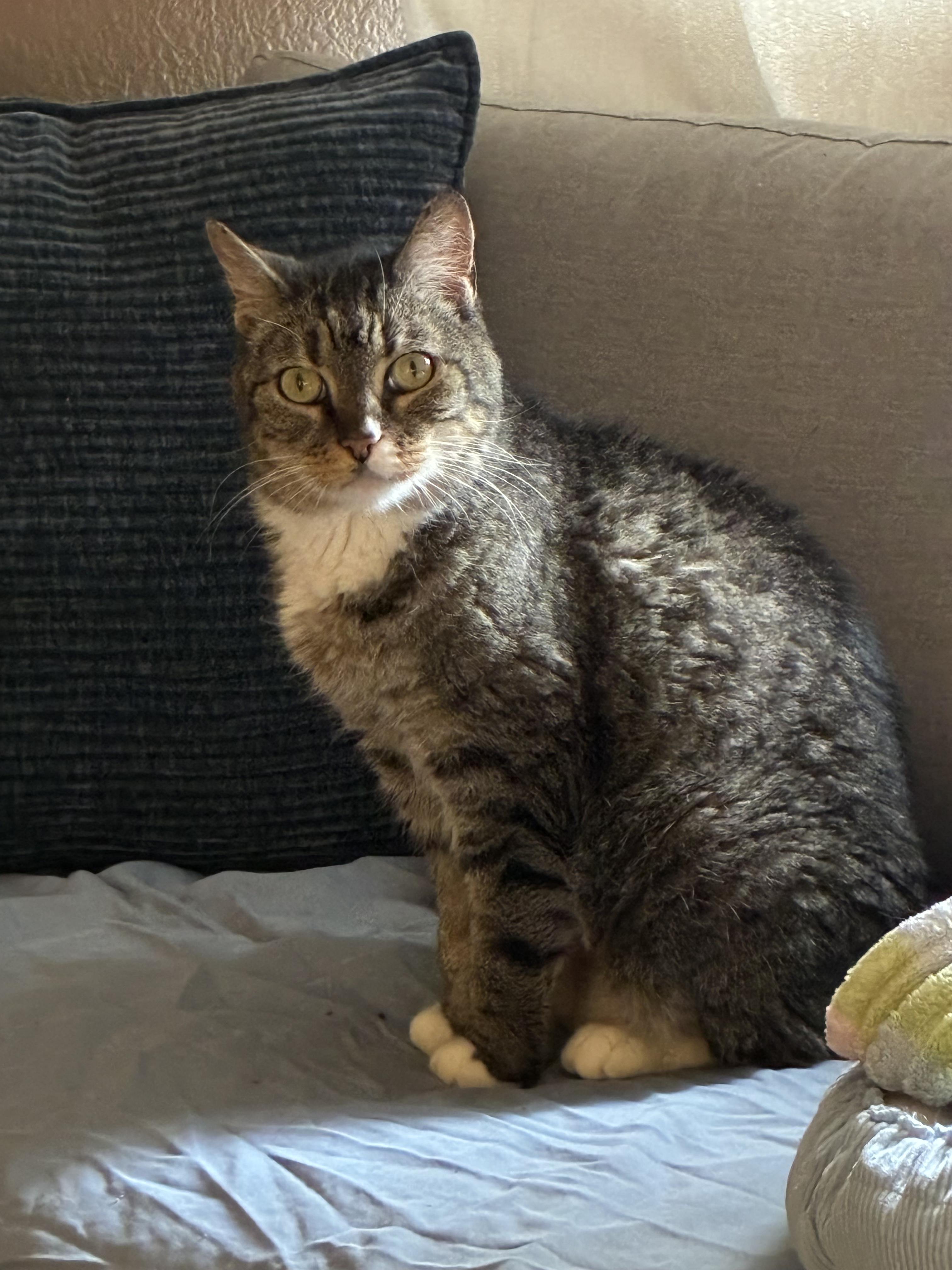 Poppins, a ADOPTABLE Domestic Short Hair in Las Vegas, NV image 2/3