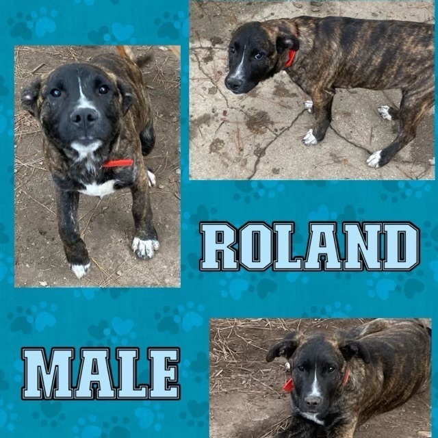 Roland, an adopted Shepherd Mix in Manchester, CT_image-1