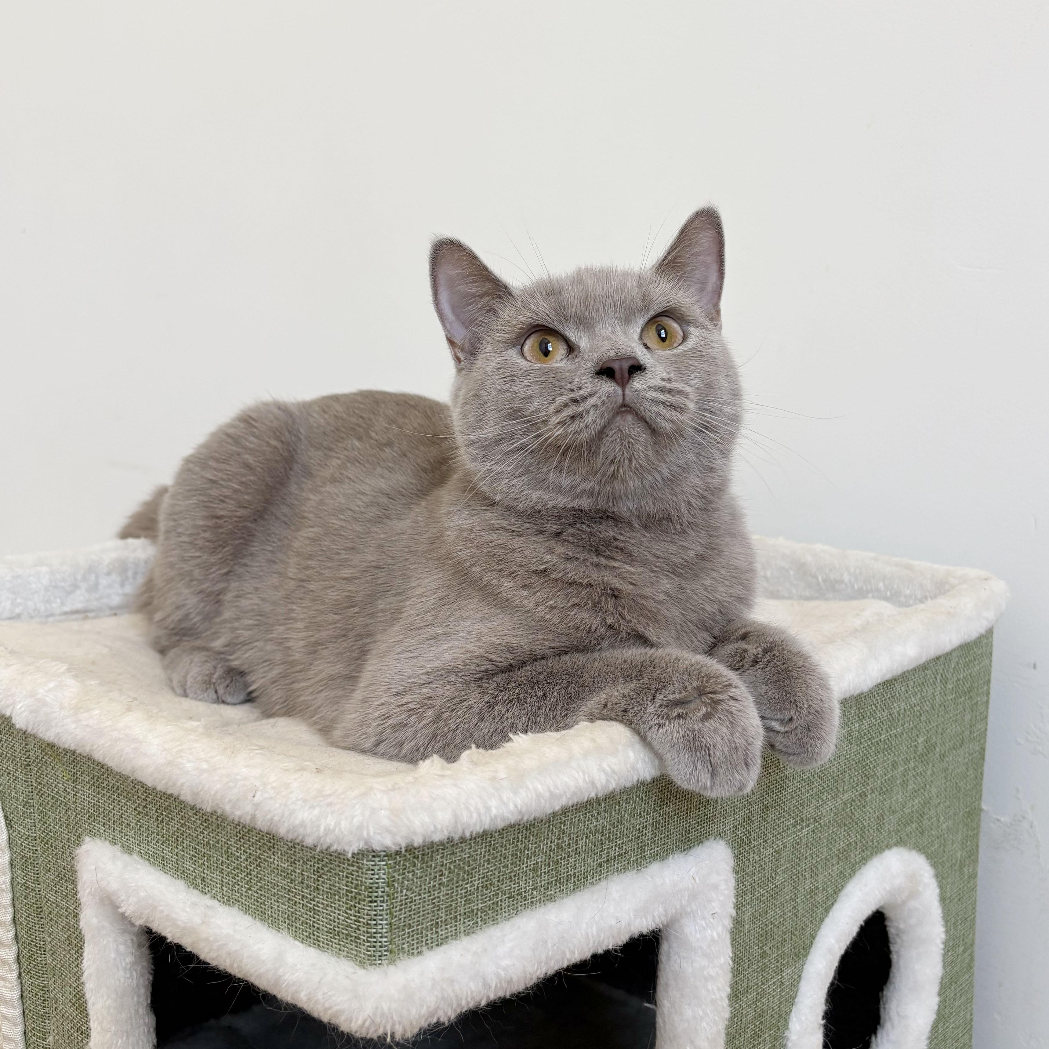 Enlarge Pandora, an adopted mixed breed in BROOKLYN, NY image 6/6