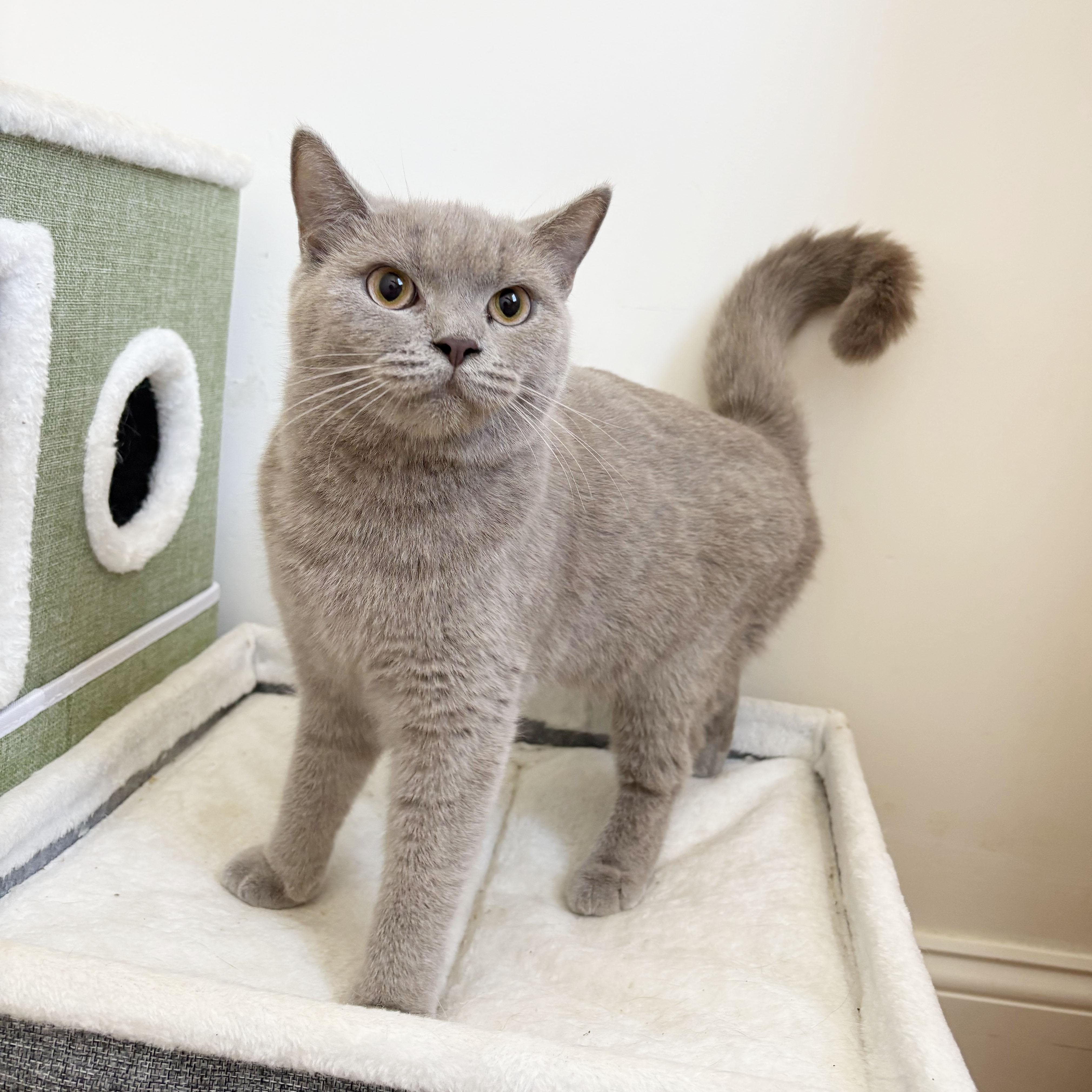 Enlarge Pandora, an adopted mixed breed in BROOKLYN, NY image 3/6