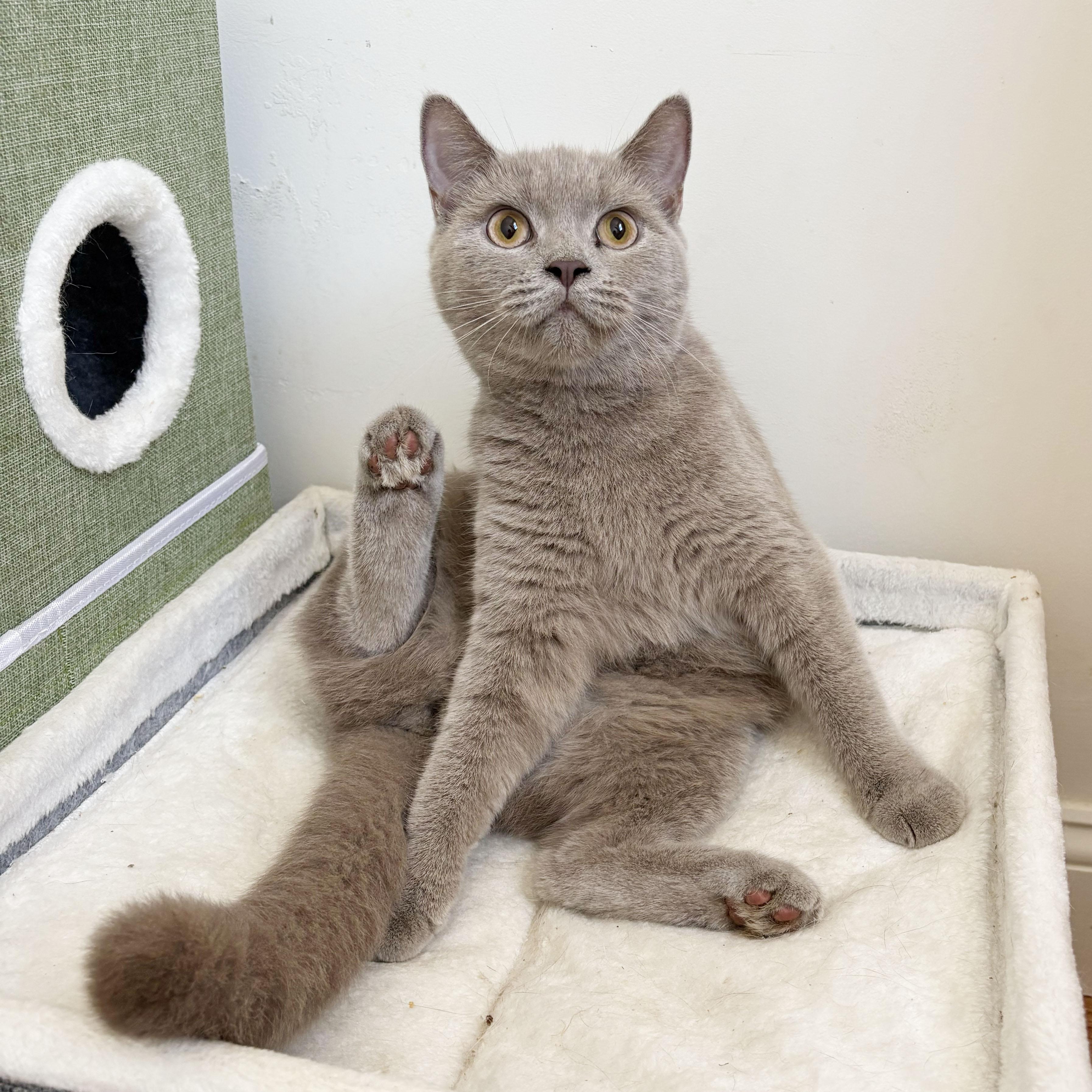 Pandora, adopted, Young Female Scottish Fold & British Shorthair.