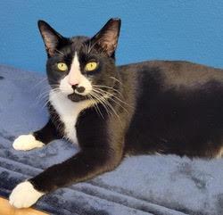 Tux