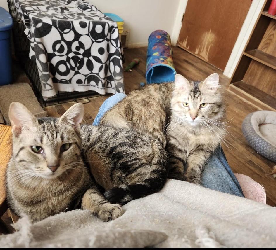 Enlarge Snickers & Reese (Bonded pair), a ADOPTABLE mixed breed in Howell, MI image 1/1