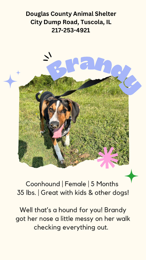 Brandy, Adopted, Puppy Female Black and Tan Coonhound.