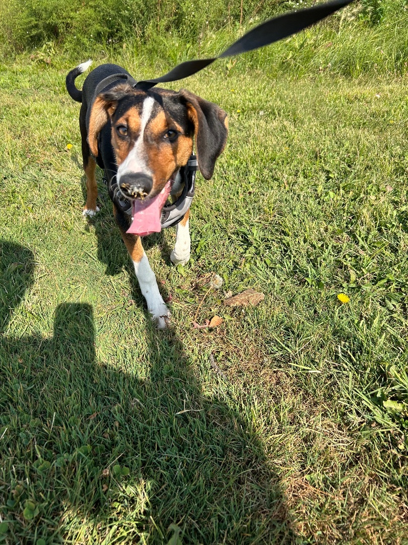 Brandy, a Adopted Black and Tan Coonhound in Tuscola, IL image 2/3