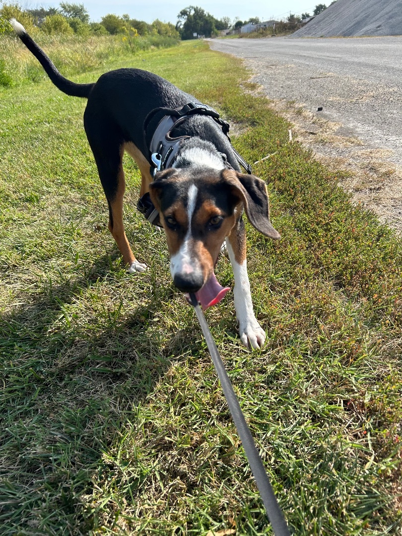 Brandy, a Adopted Black and Tan Coonhound in Tuscola, IL image 3/3