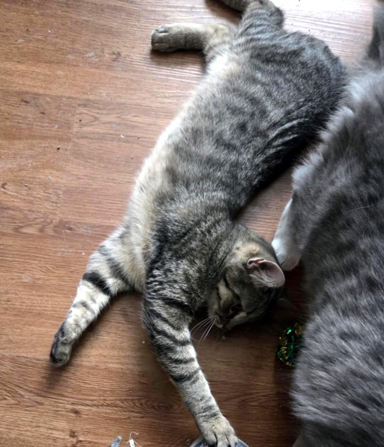 Enlarge Sally, an adoptable Domestic Short Hair in Pittsburgh, PA image 2/6