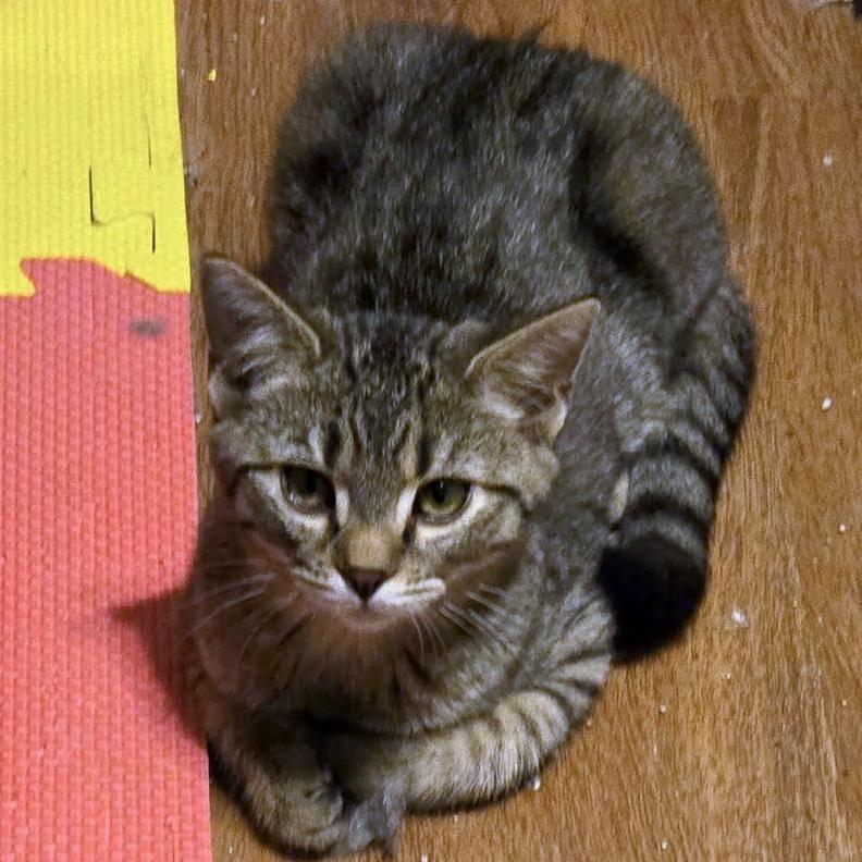 Enlarge Sally, a Adoptable Domestic Short Hair in Pittsburgh, PA image 2/4