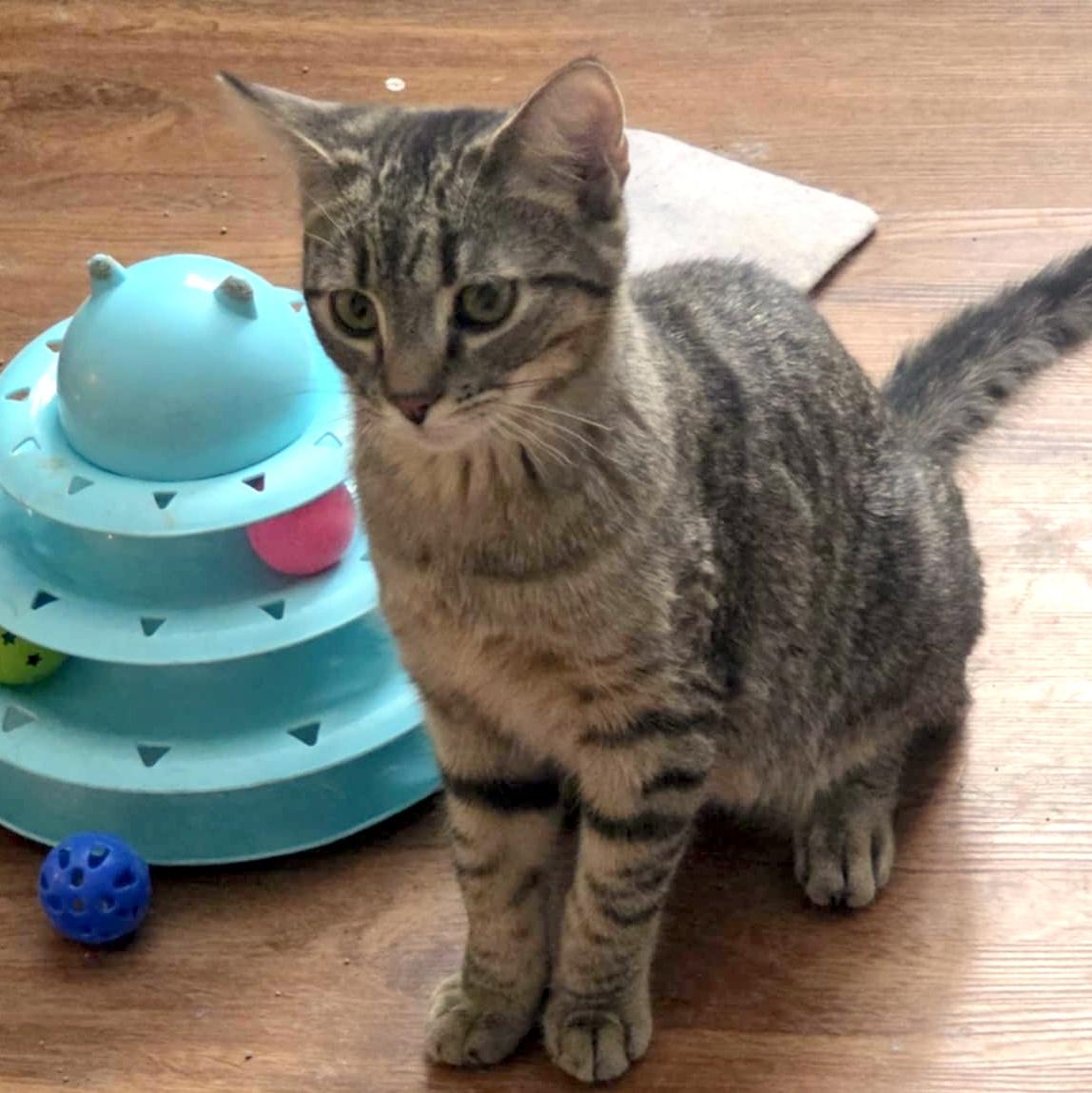 Enlarge Sally, an adoptable Domestic Short Hair in Pittsburgh, PA image 3/6