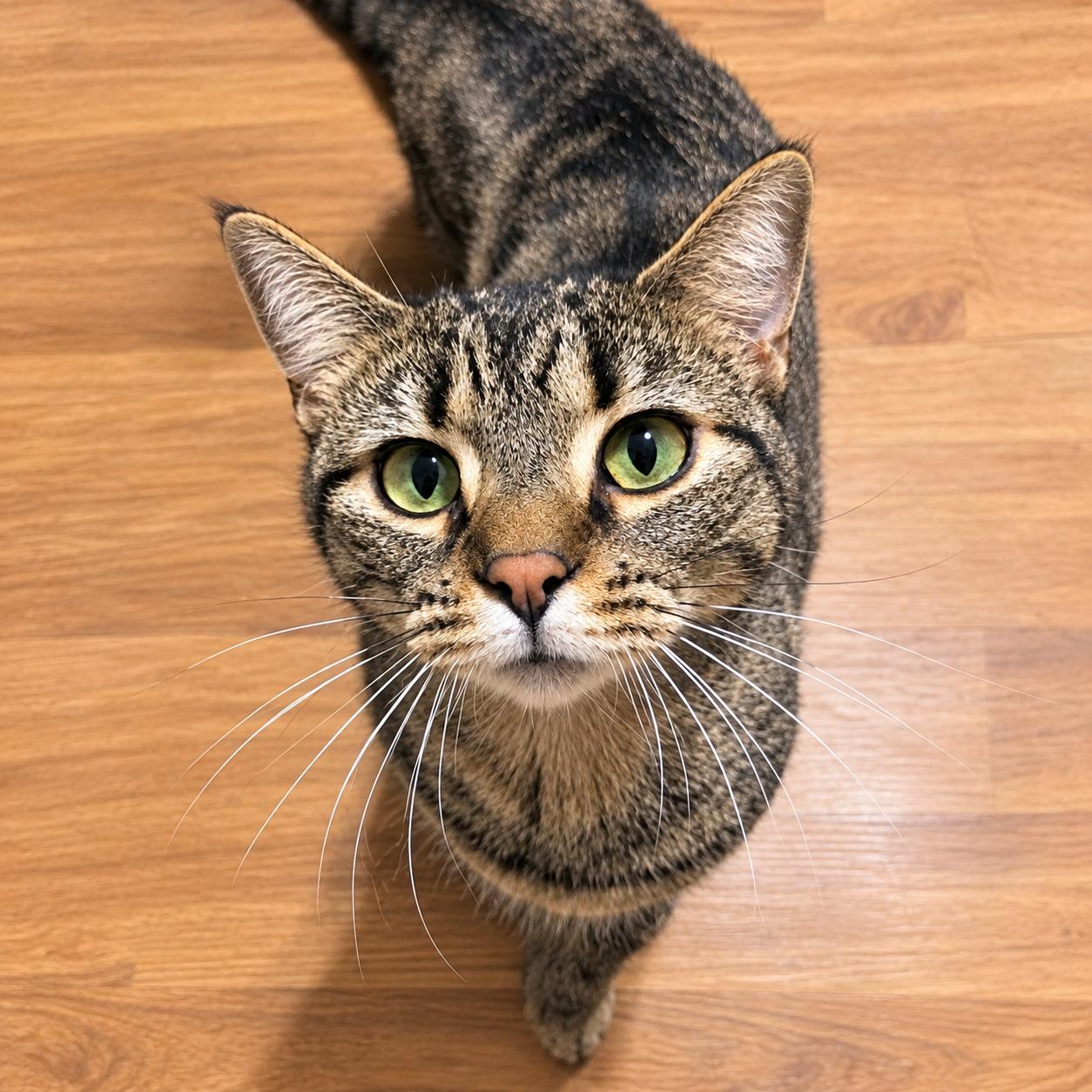 Sally, Adoptable, Young Female Domestic Short Hair.