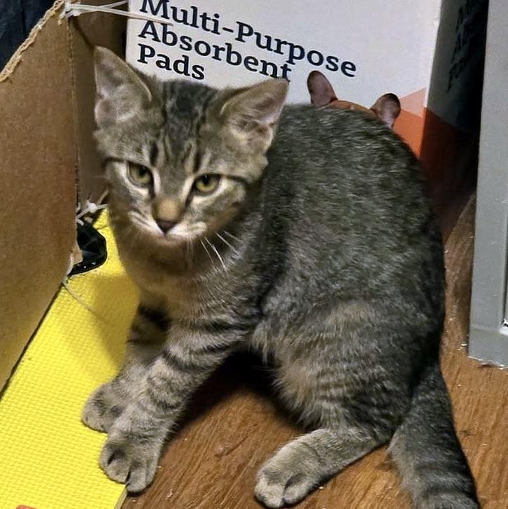 Enlarge Sally, a Adoptable Domestic Short Hair in Pittsburgh, PA image 4/4