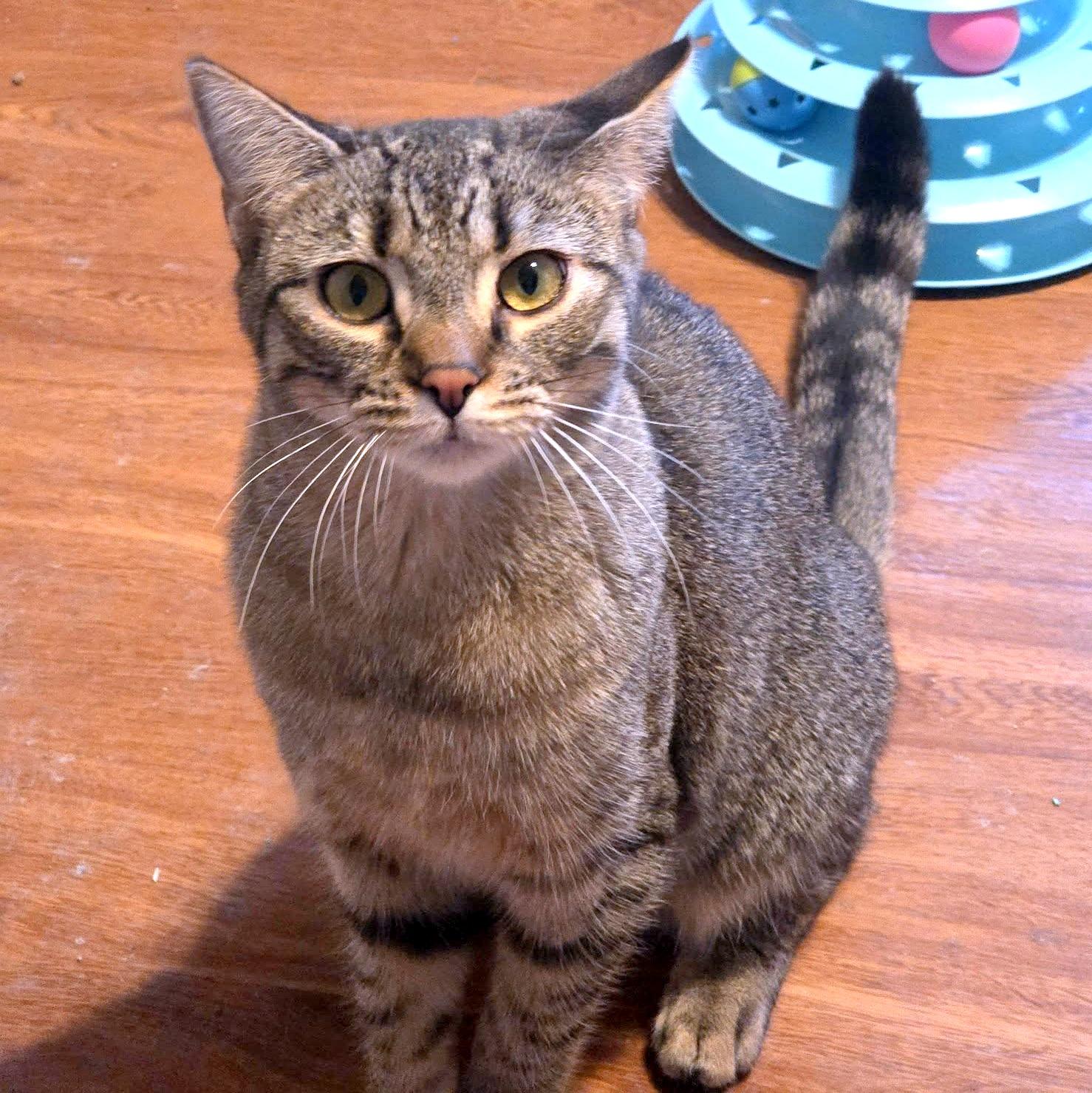 Sally, adoptable, Kitten Female Domestic Short Hair.