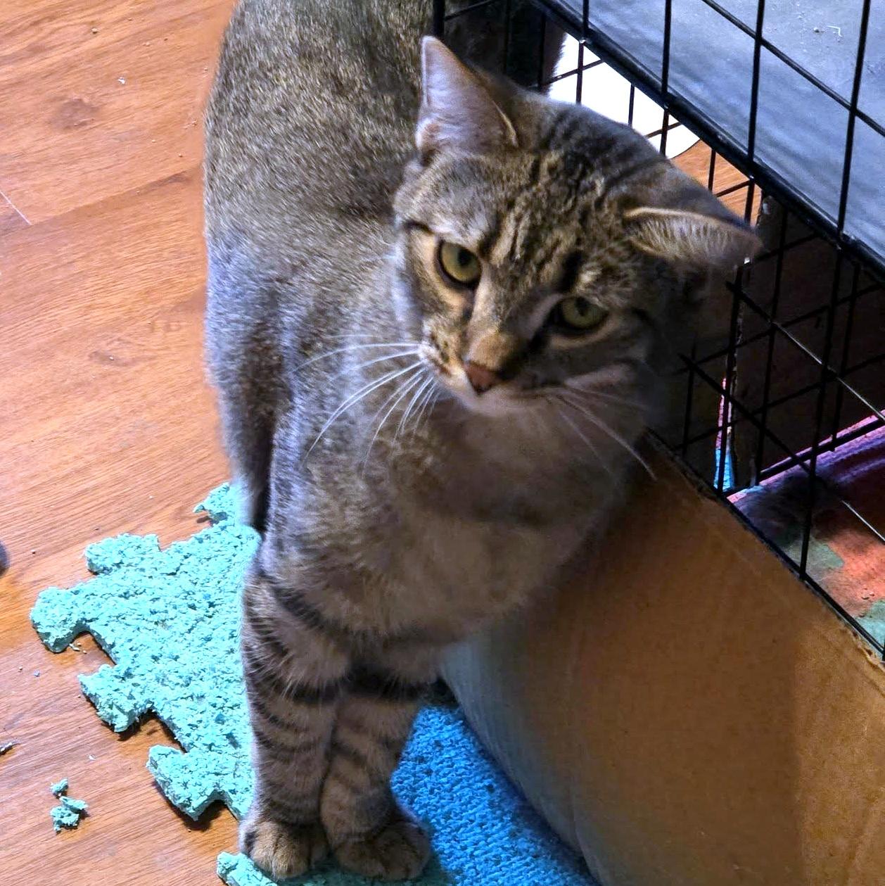 Enlarge Sally, an adoptable Domestic Short Hair in Pittsburgh, PA image 2/6