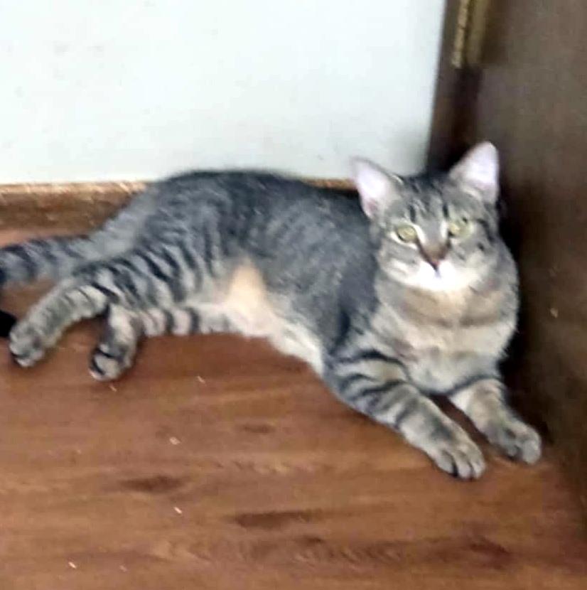 Enlarge Sally, an adoptable Domestic Short Hair in Pittsburgh, PA image 4/6