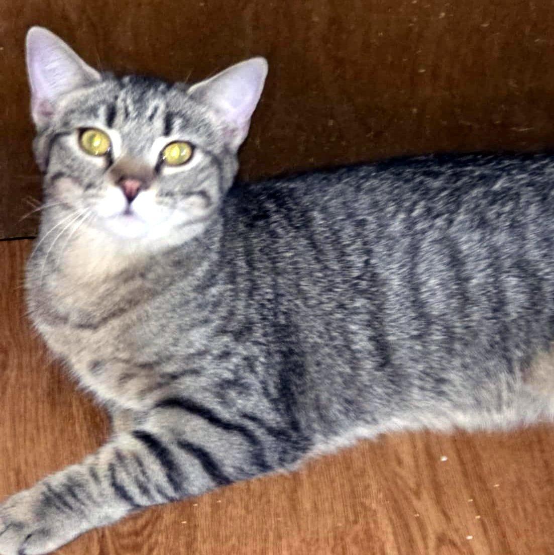 Enlarge Sally, an adoptable Domestic Short Hair in Pittsburgh, PA image 1/6