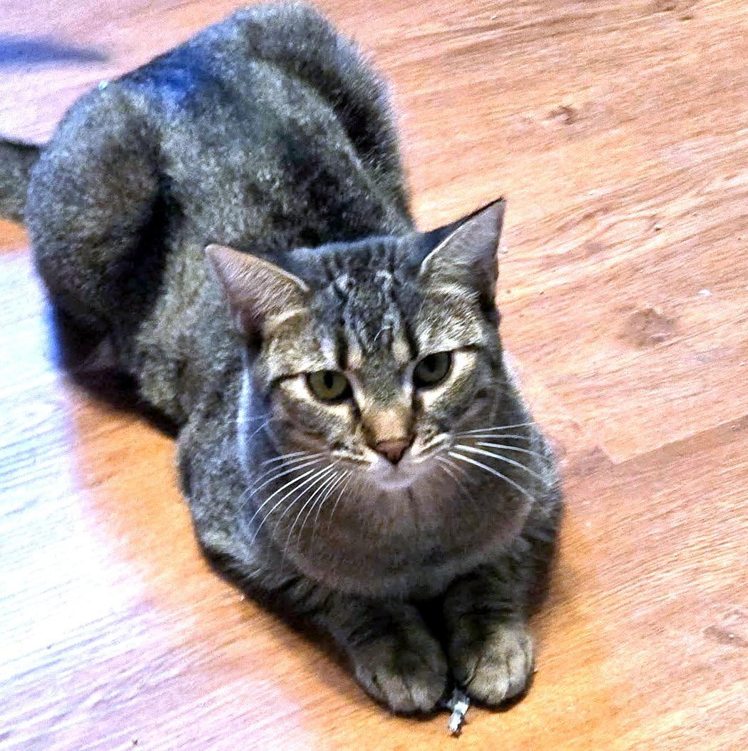 Enlarge Sally, an adoptable Domestic Short Hair in Pittsburgh, PA image 3/6