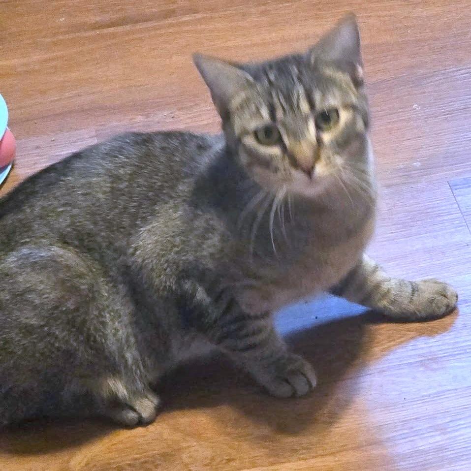 Enlarge Sally, an adoptable Domestic Short Hair in Pittsburgh, PA image 5/6