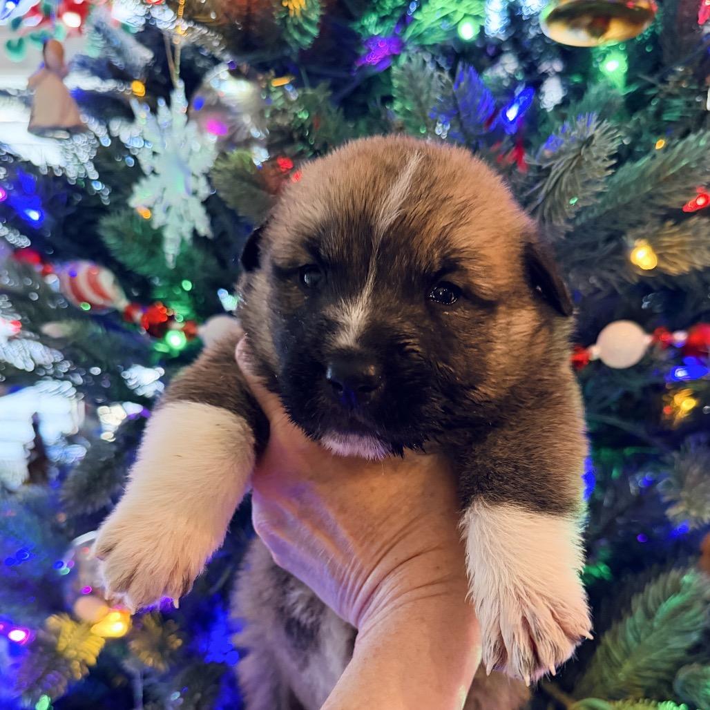 Rumi (in PA), Adoptable, Puppy Female Retriever.