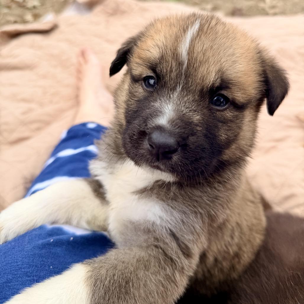 Enlarge Rumi (in PA), a Adoptable mixed breed in Huntsville, AL image 2/6