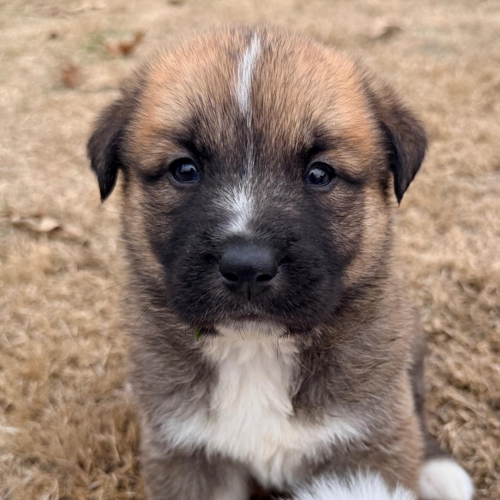 Enlarge Rumi (in PA), a Adoptable mixed breed in Huntsville, AL image 3/6