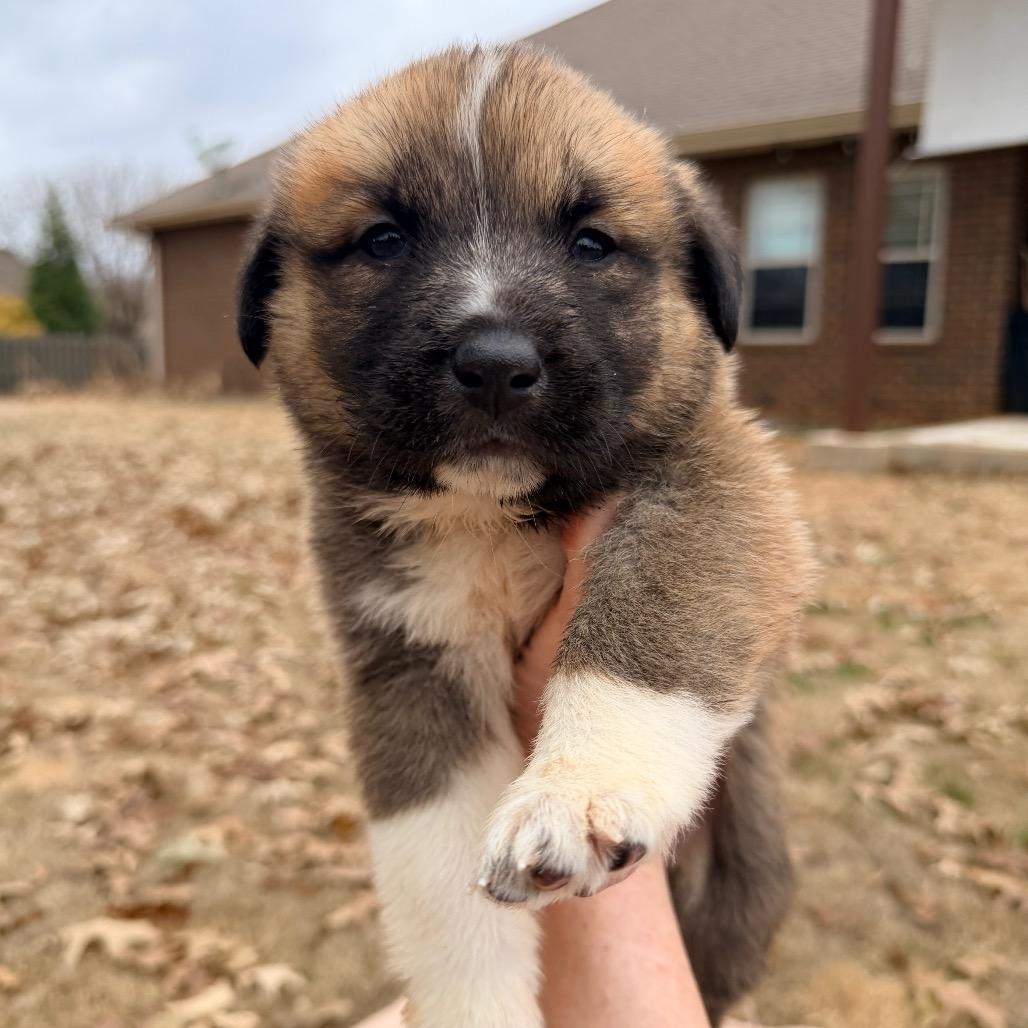 Enlarge Rumi (in PA), a Adoptable mixed breed in Huntsville, AL image 4/6