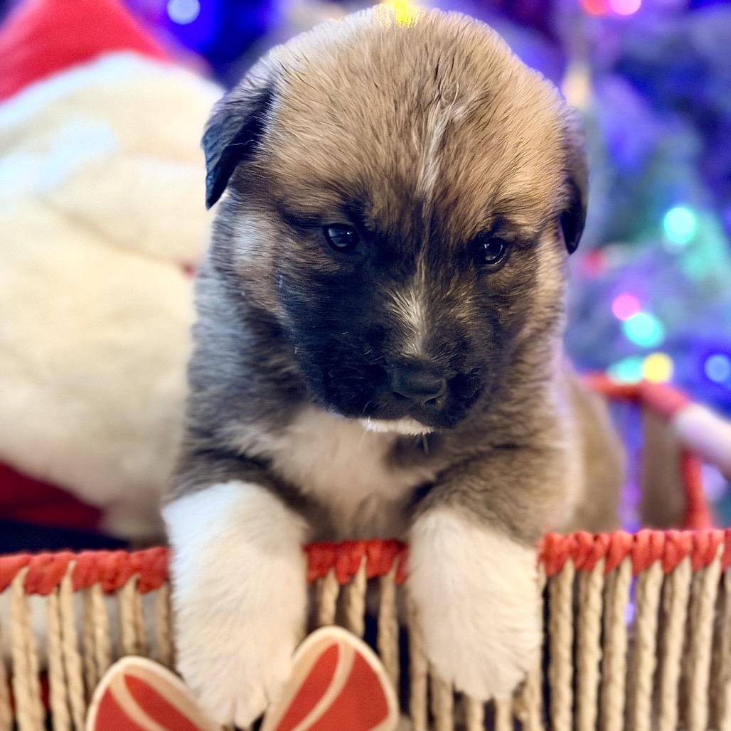 Enlarge Rumi (in PA), a Adoptable mixed breed in Huntsville, AL image 5/6