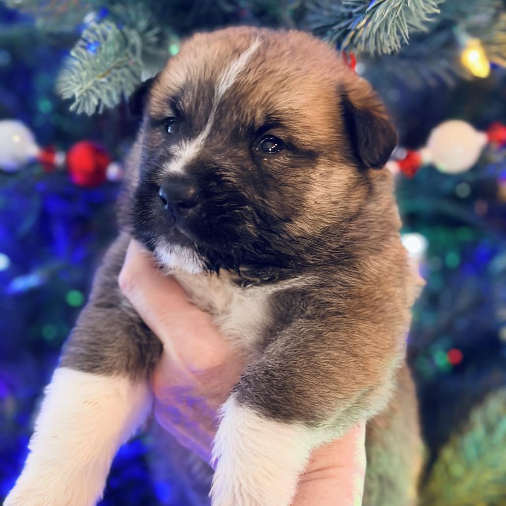 Enlarge Rumi (in PA), a Adoptable mixed breed in Huntsville, AL image 6/6