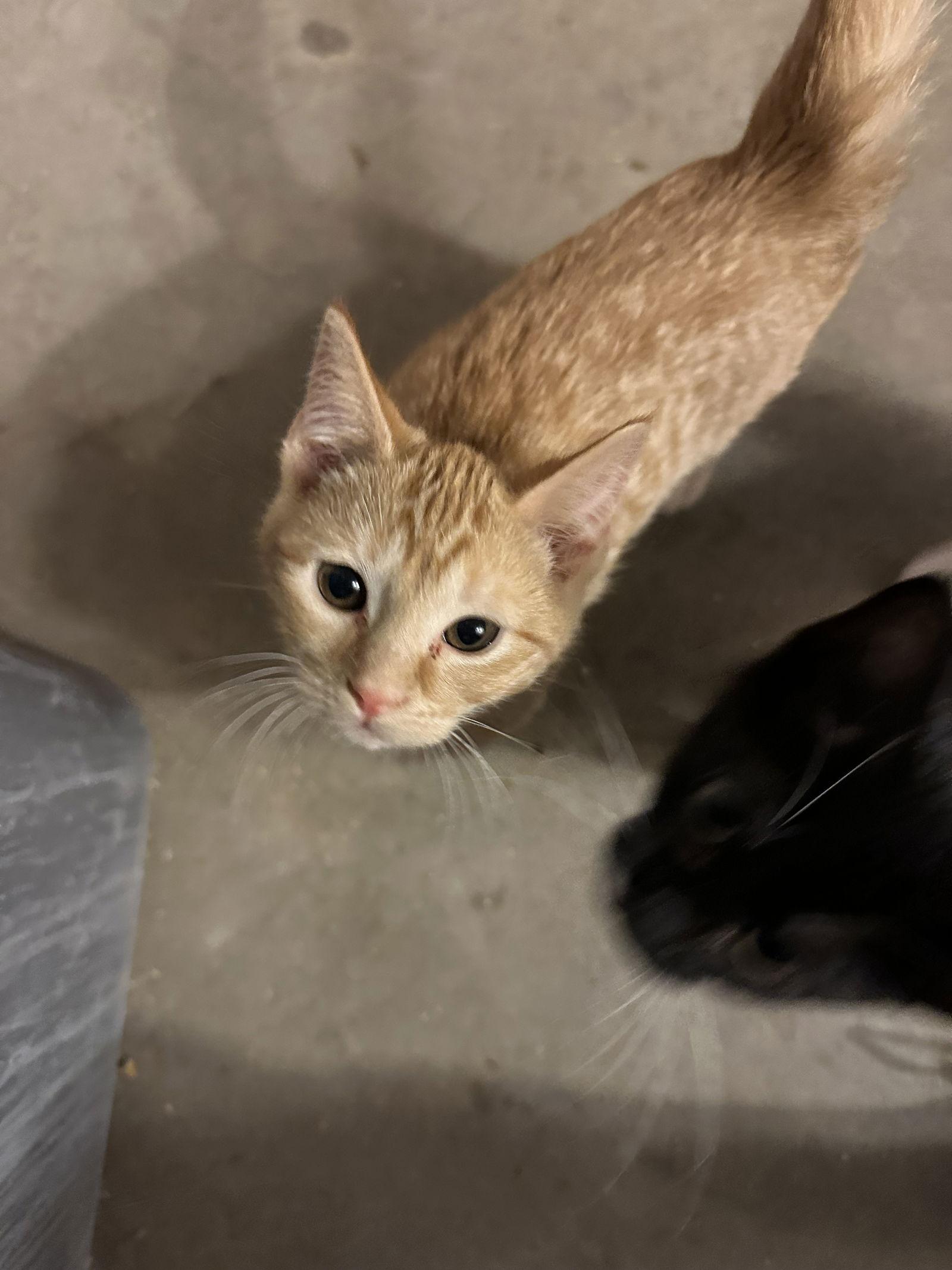 Enlarge Nacho, a Adopted Domestic Short Hair in Stover, MO image 2/2