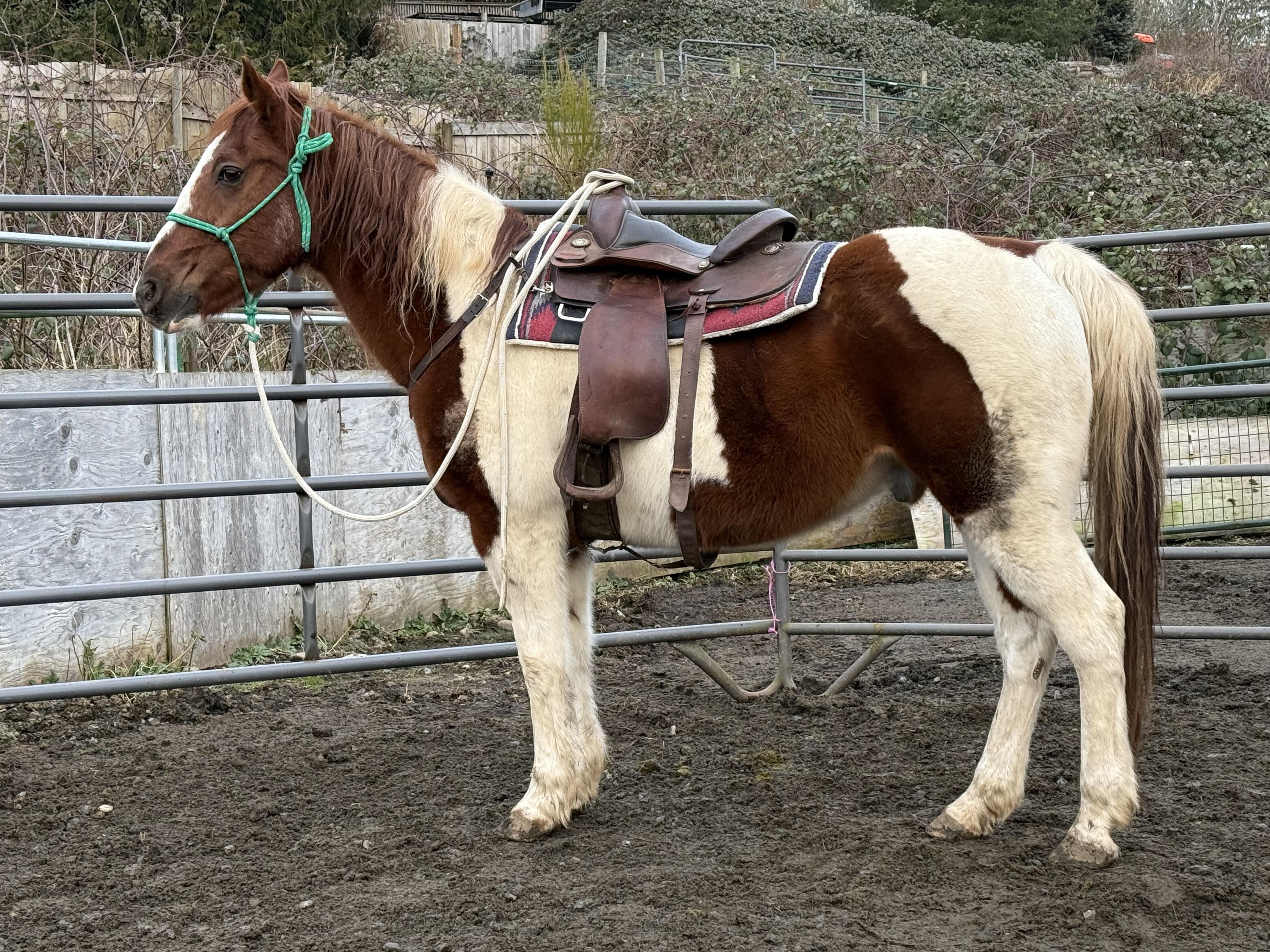 Enlarge Sam, a Adoptable Paint / Pinto in Quilcene, WA image 1/4