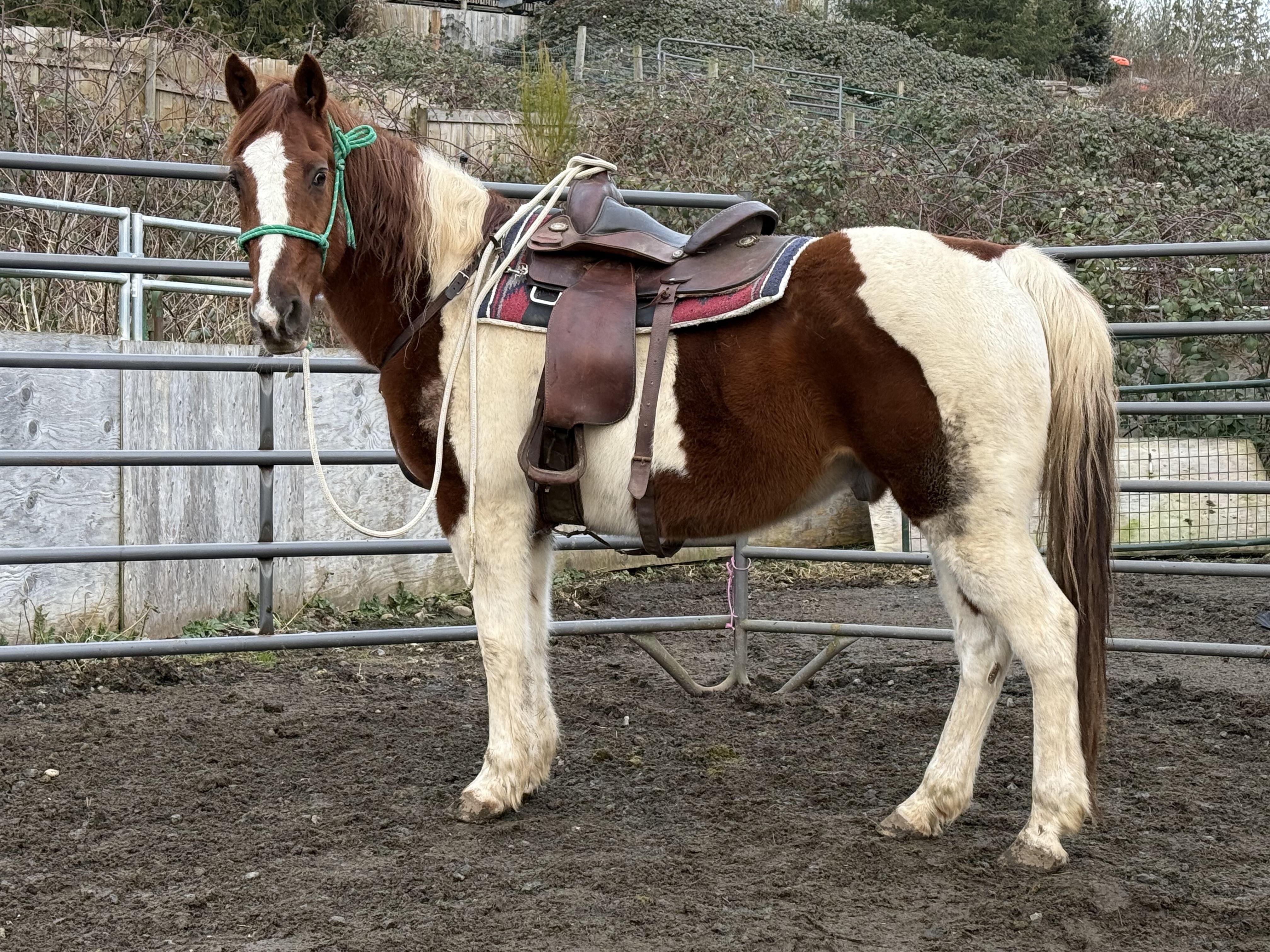 Enlarge Sam, a Adoptable Paint / Pinto in Quilcene, WA image 2/4