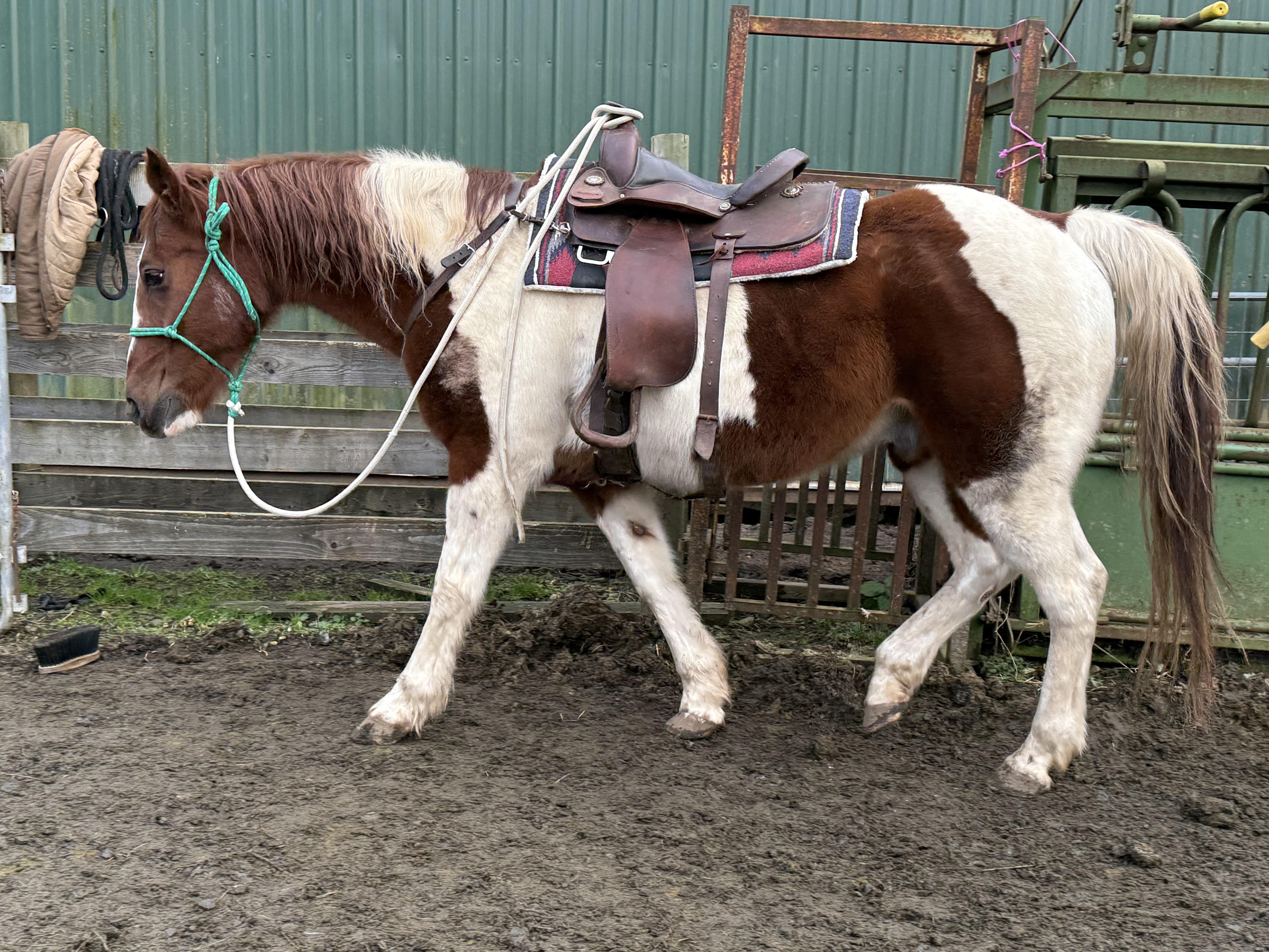Enlarge Sam, a Adoptable Paint / Pinto in Quilcene, WA image 3/4