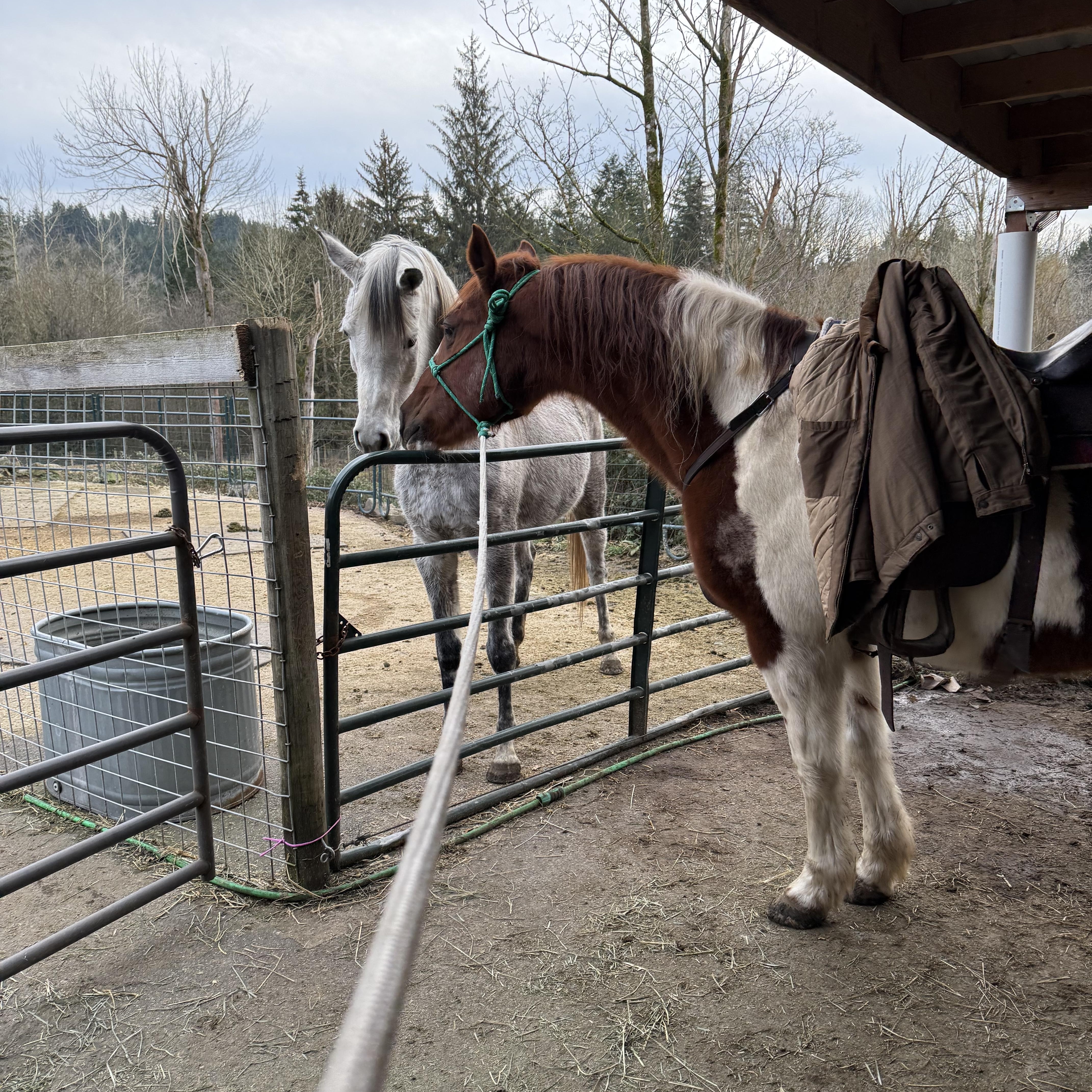 Enlarge Sam, a Adoptable Paint / Pinto in Quilcene, WA image 4/4