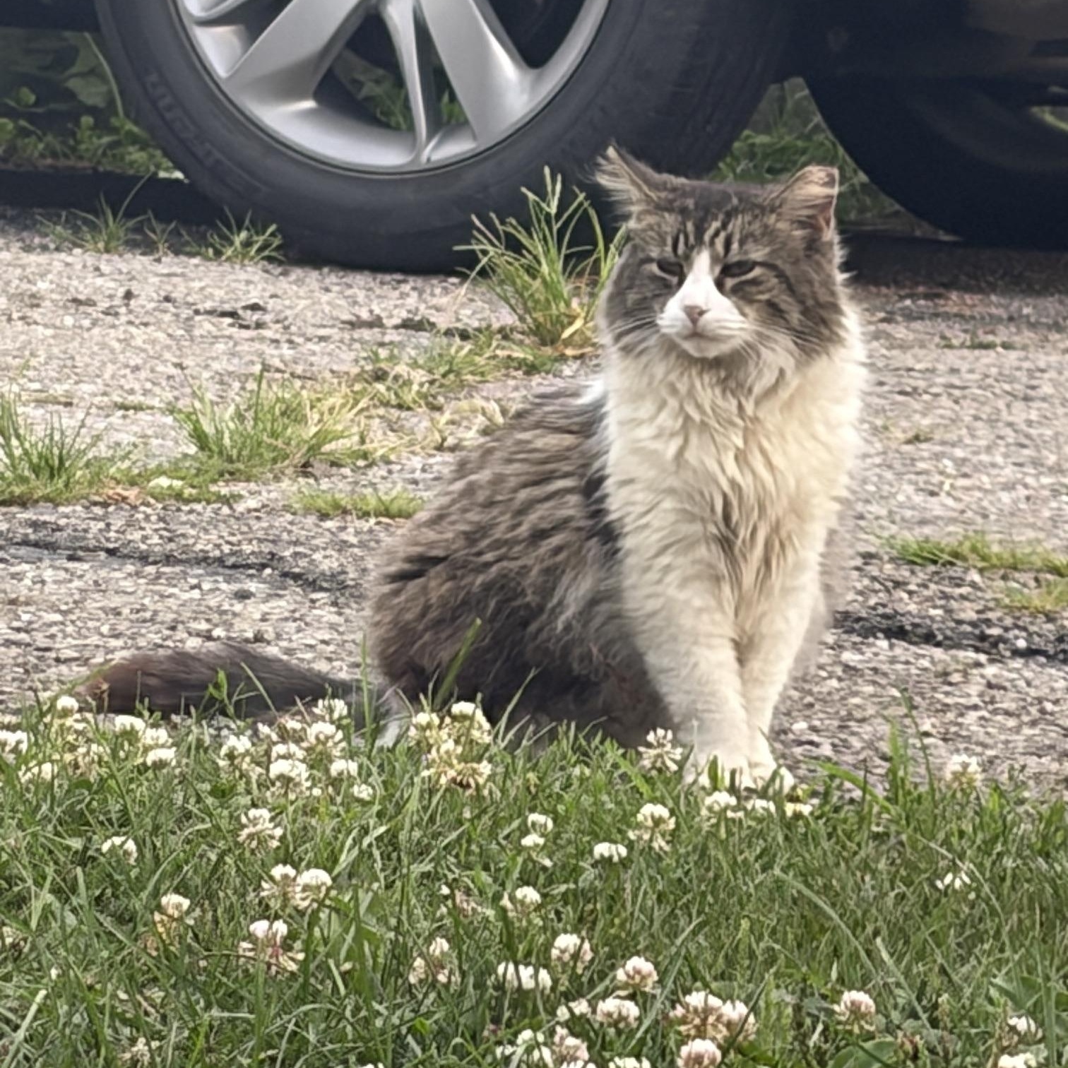 Lil Mama and Pearl (male), ADOPTABLE, Adult Female Tabby.
