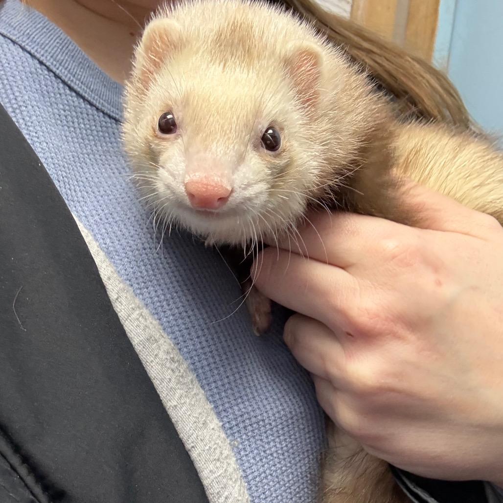 Jelly Bean, adopted, Adult Female Ferret.