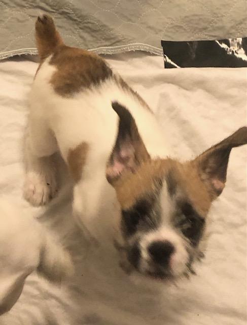 Enlarge Ficus, a ADOPTABLE mixed breed in Colleyville, TX image 1/2