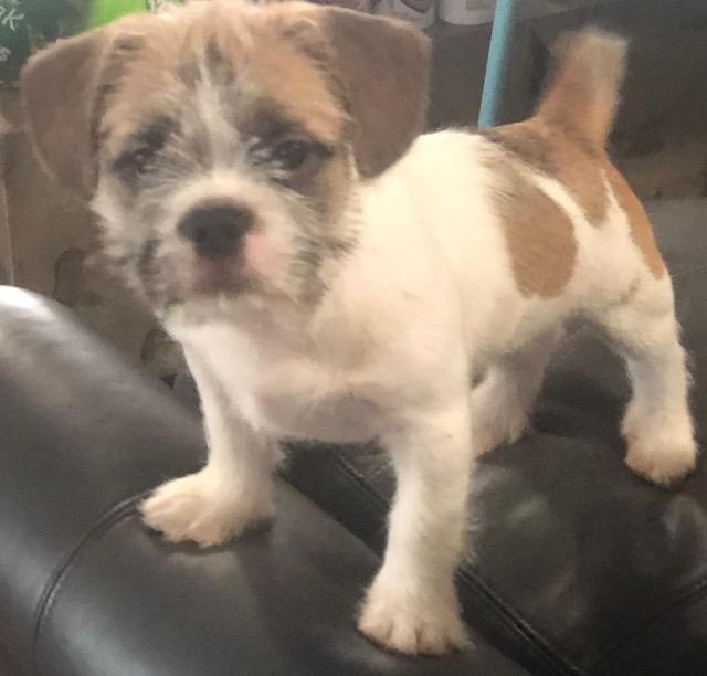 Ficus, ADOPTABLE, Puppy Male French Bulldog.