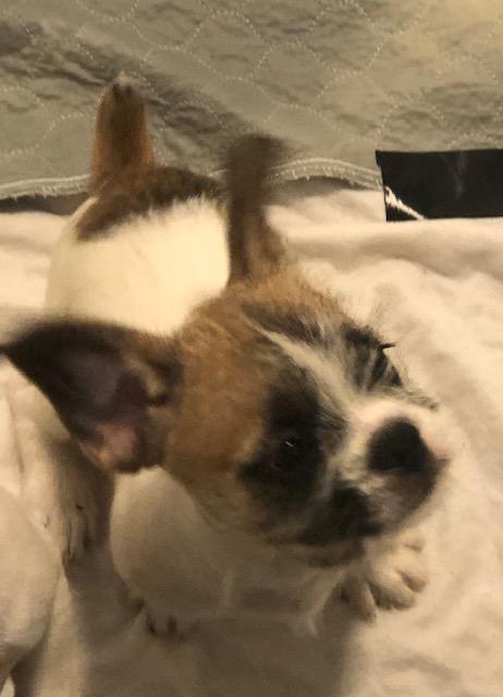 Enlarge Ficus, a ADOPTABLE mixed breed in Colleyville, TX image 2/2