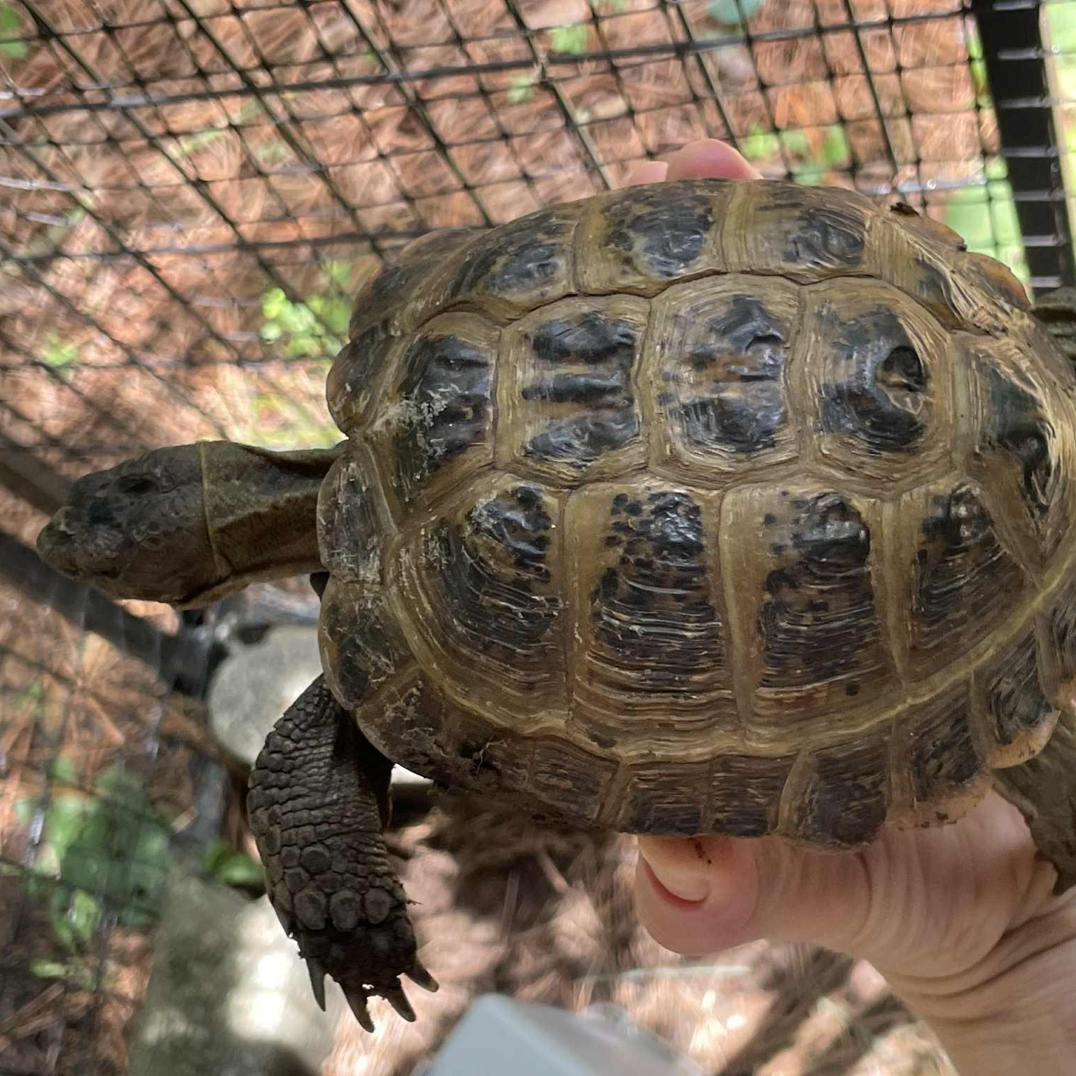 Abel, an adopted Russian in Durham, NC image 2/3