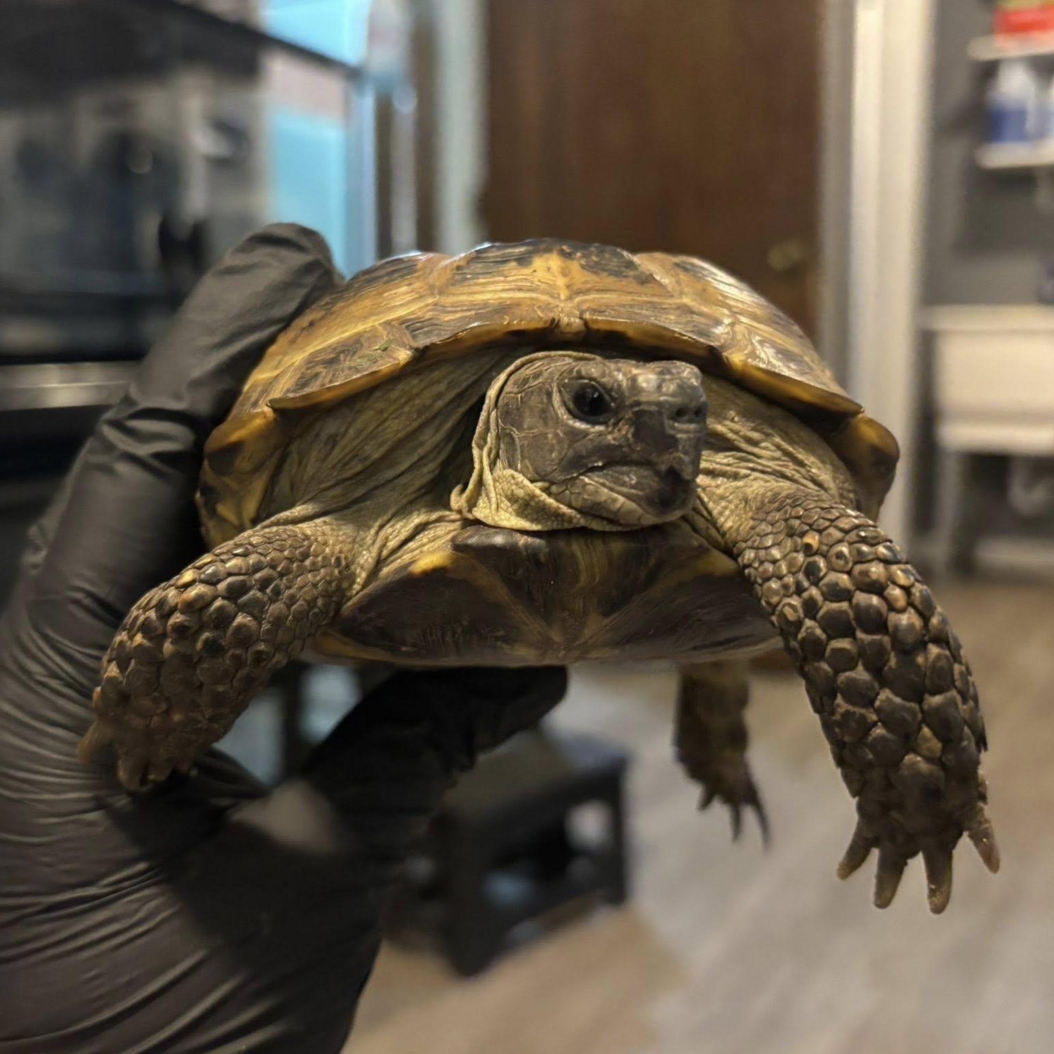 Abel, an adopted Russian in Durham, NC image 1/3