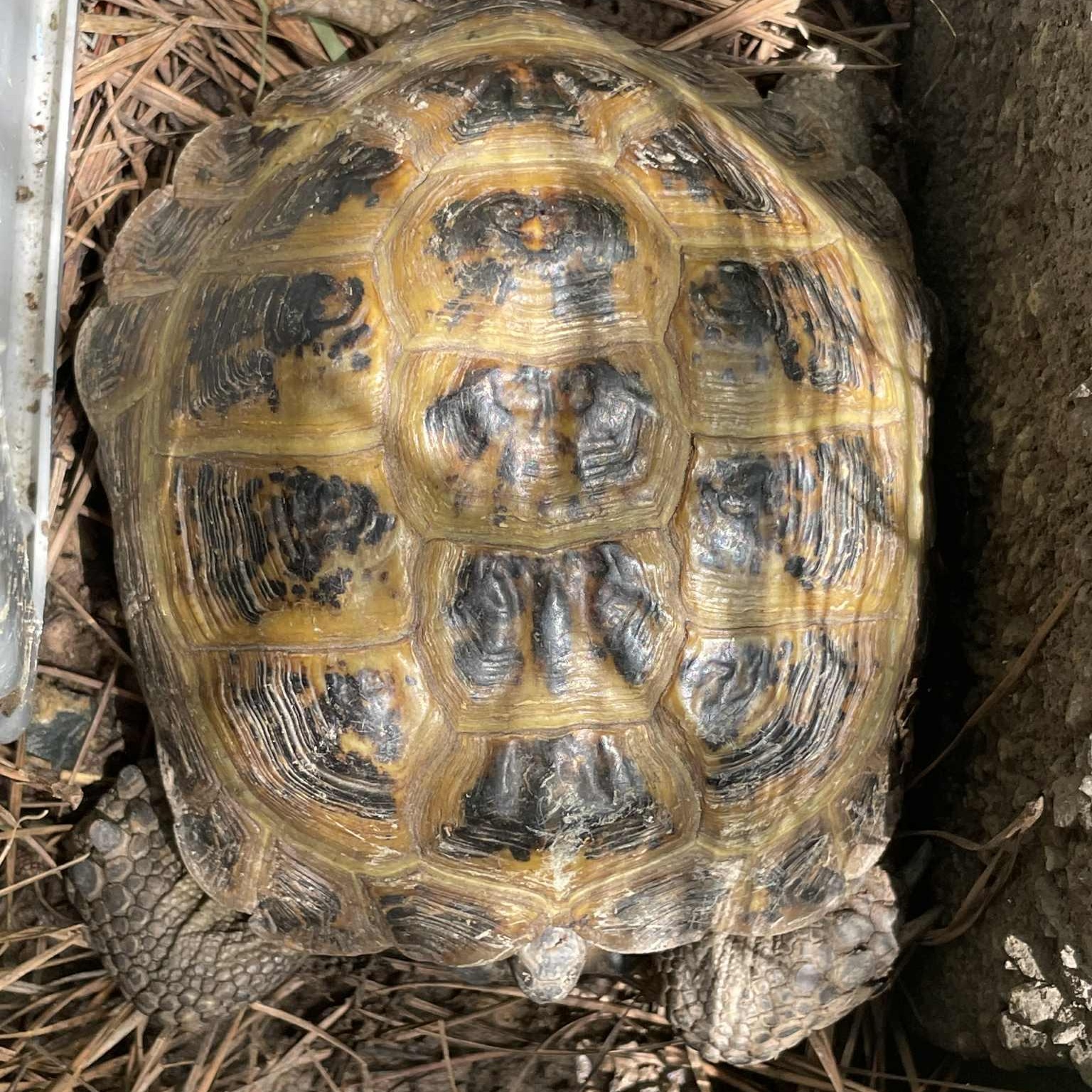 Abel, an adopted Russian in Durham, NC image 3/3