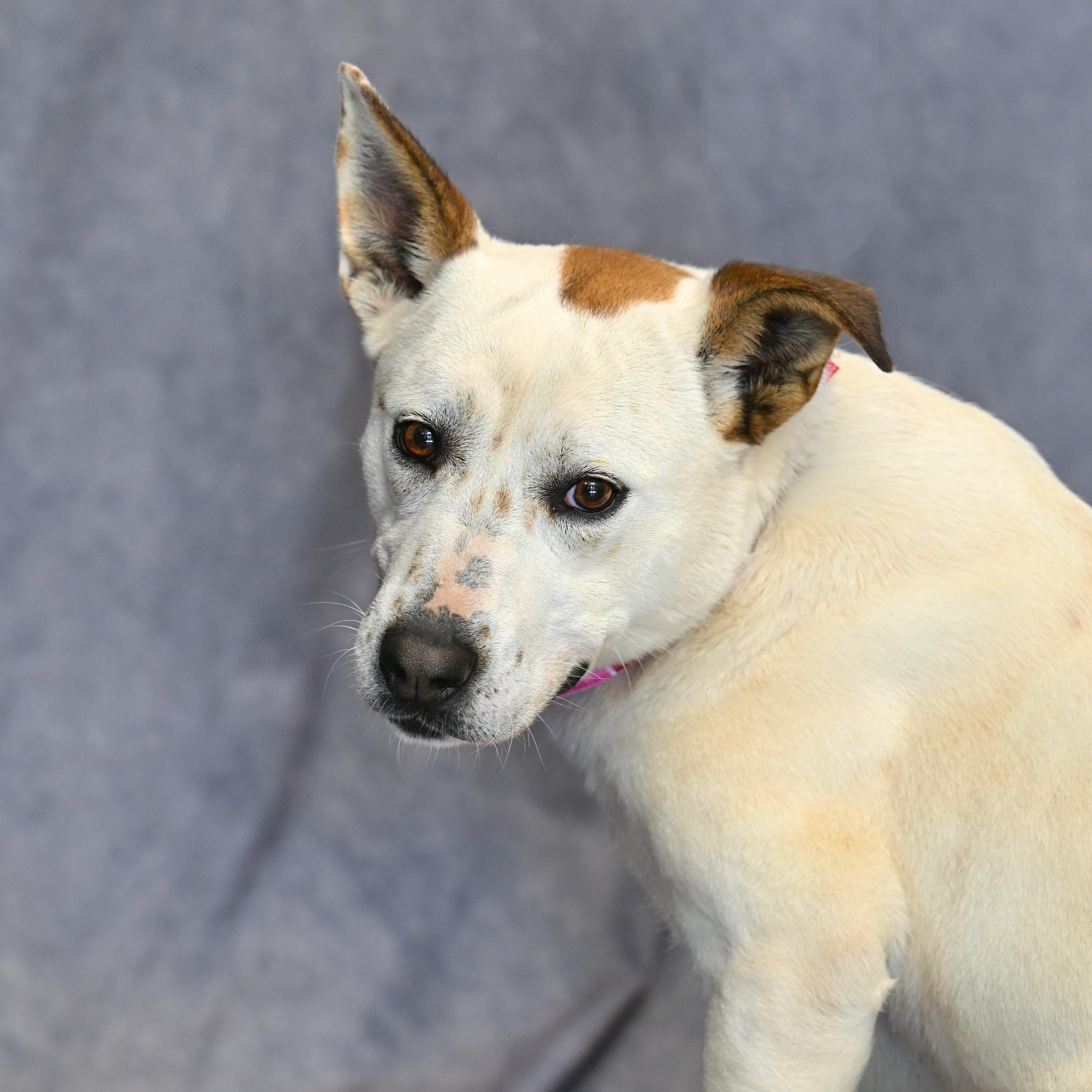 Piper, Adoptable, Adult Female Shepherd.