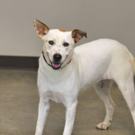 Enlarge Piper, a Adoptable mixed breed in Hot Springs, AR image 1/1