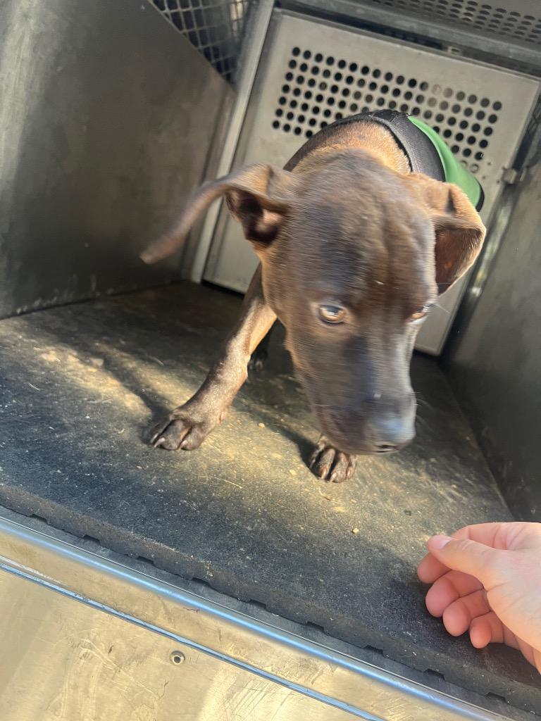 Enlarge Susie, a Adoptable mixed breed in Rome, GA image 1/1