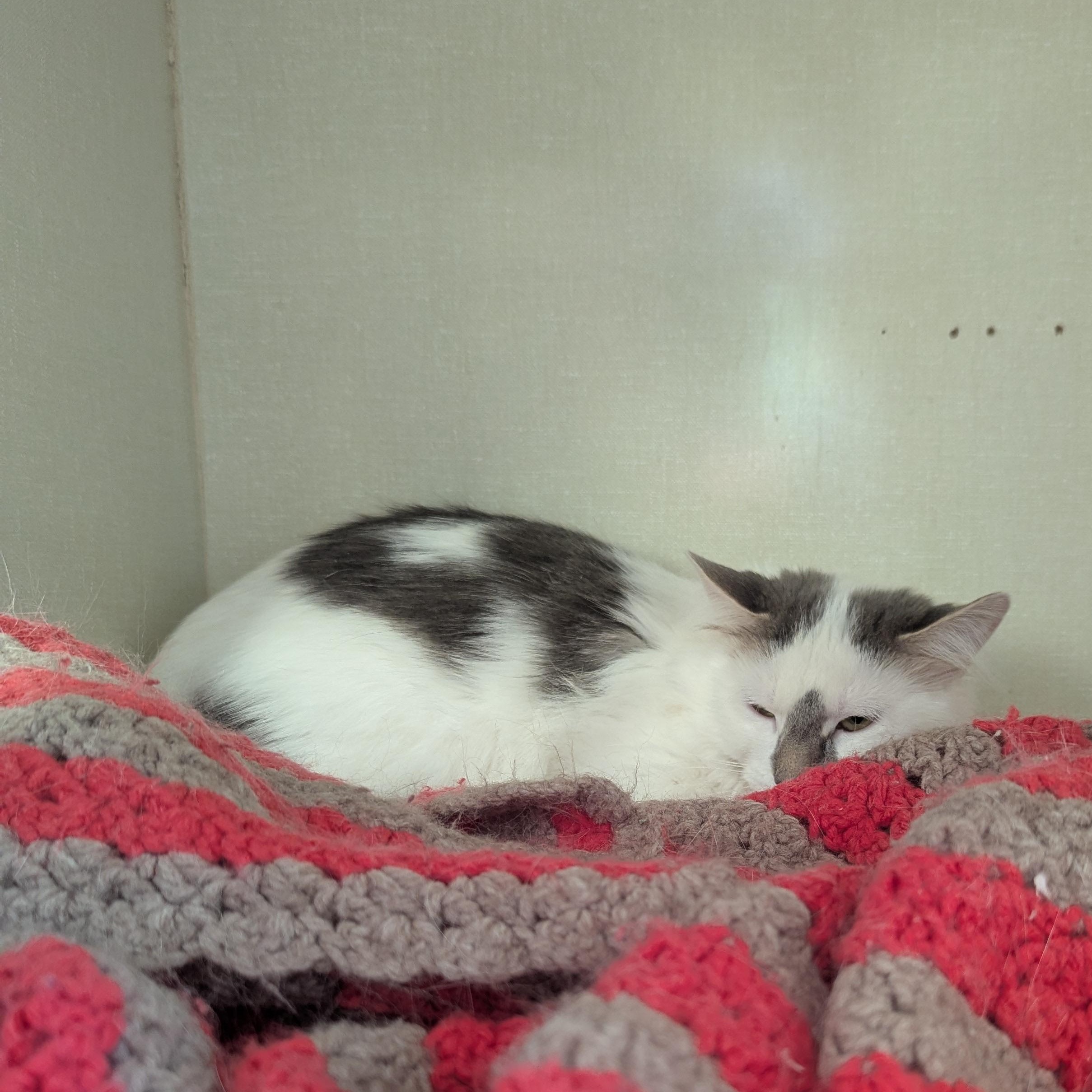 Bubbles, ADOPTABLE, Young Female Domestic Medium Hair.