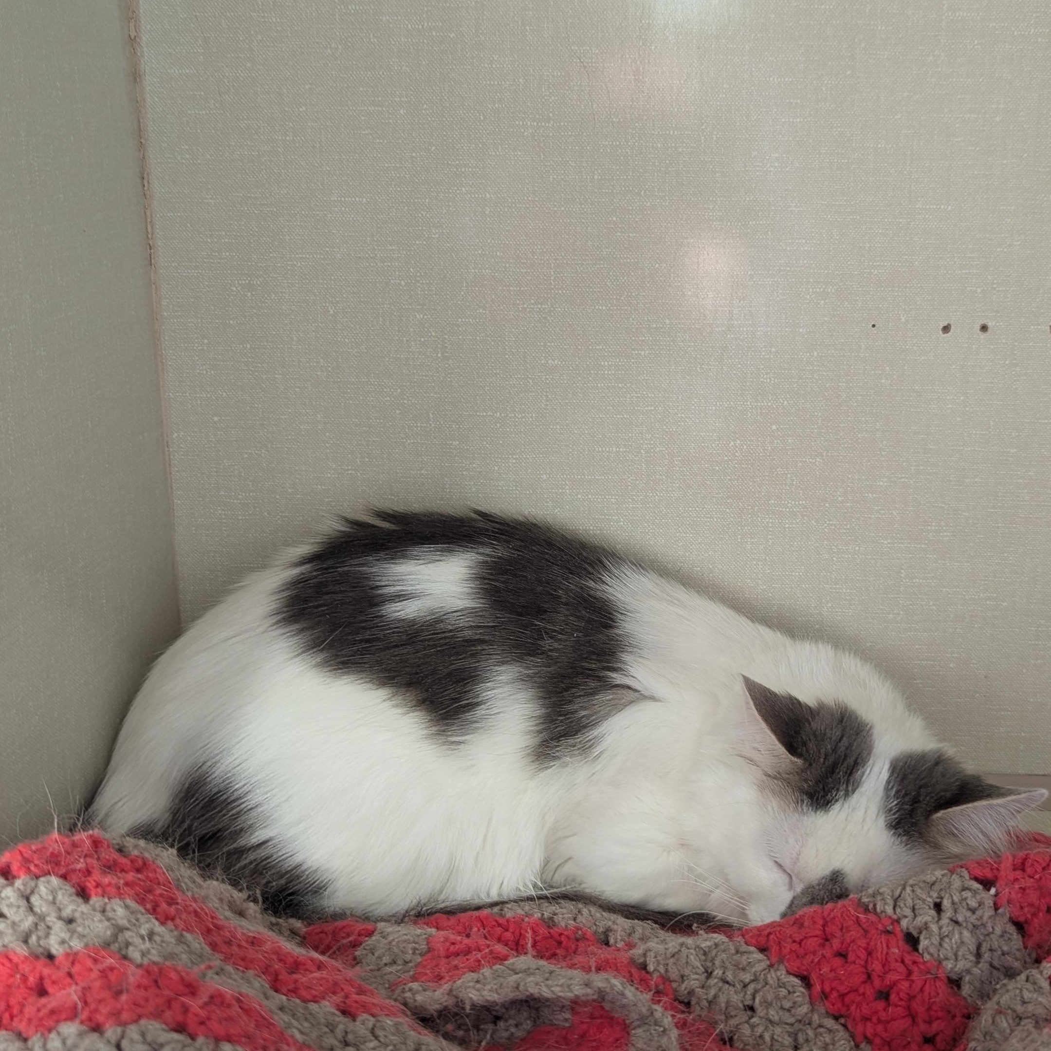 Enlarge Bubbles, a ADOPTABLE Domestic Medium Hair in Morden, MB image 2/2