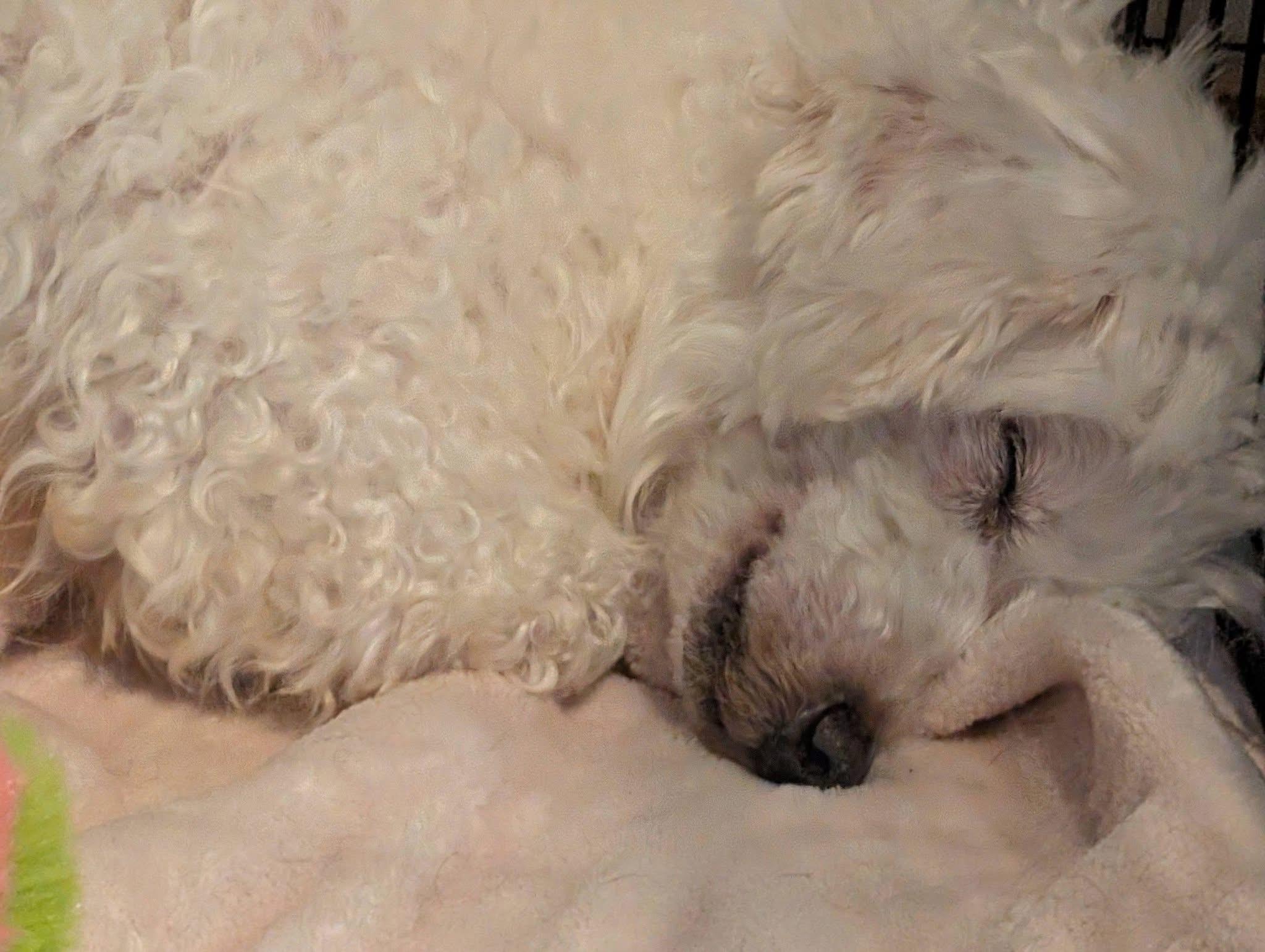 Enlarge Missy, a Adoptable Maltipoo in Fishkill, NY image 2/2