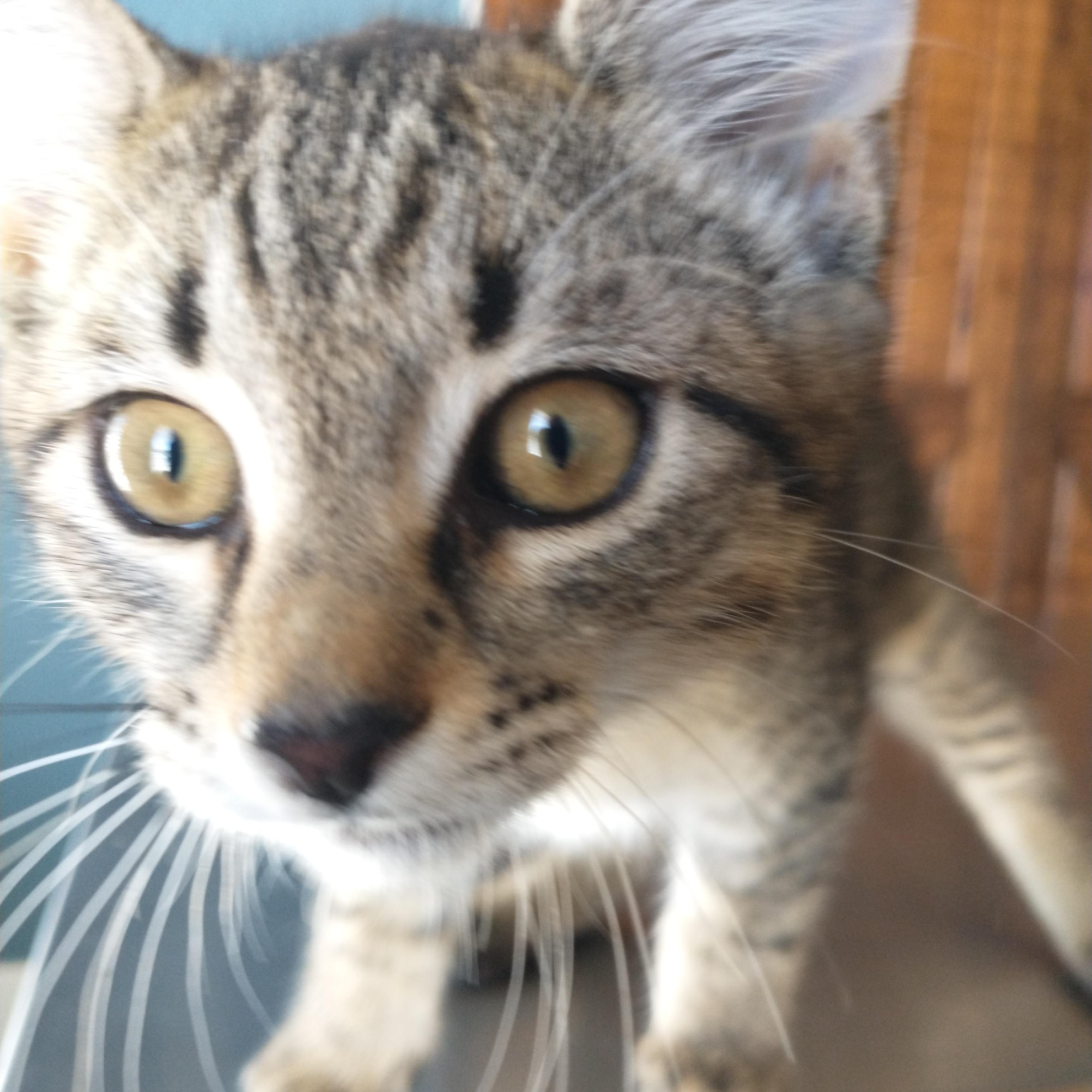 Scuttle, an adoptable Domestic Short Hair in Sisters, OR, 97759 | Photo Image 1