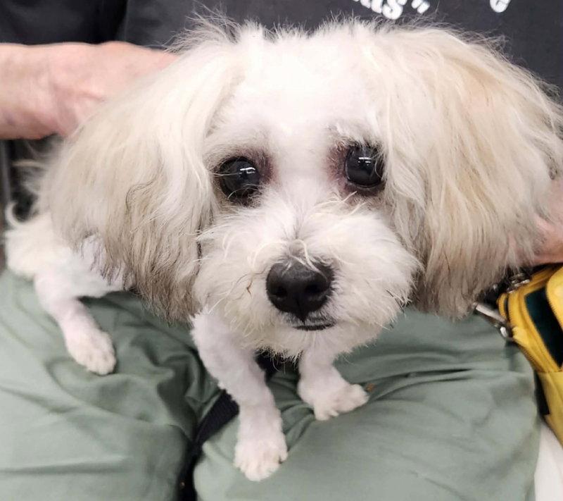 Matty * Adoption Pending*, Adoptable, Young Male Maltese.