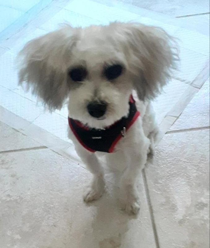 Enlarge Matty * Adoption Pending*, a Adoptable Maltese in Fairfax, VA image 2/3