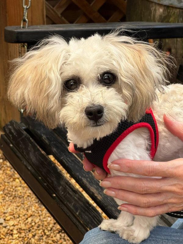 Enlarge Matty * Adoption Pending*, a Adoptable Maltese in Fairfax, VA image 3/3